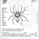 Spider Anatomy Worksheet Studyladder Interactive