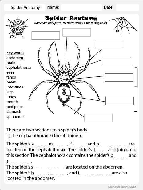 Spider Anatomy Worksheet Studyladder Interactive 
