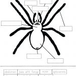 Spider Printable Worksheets Coloring Pages