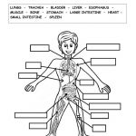 THE HUMAN BODY Interactive Worksheet Body Systems