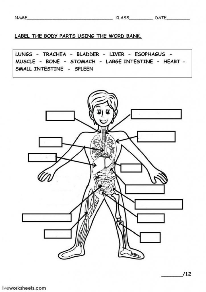 THE HUMAN BODY Interactive Worksheet Body Systems