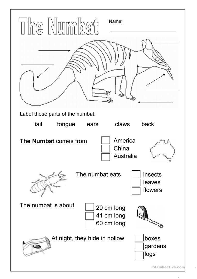 The Numbat An Australian Animal Worksheet Free ESL 