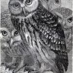 Vintage Download Wonderful Owls Printable The