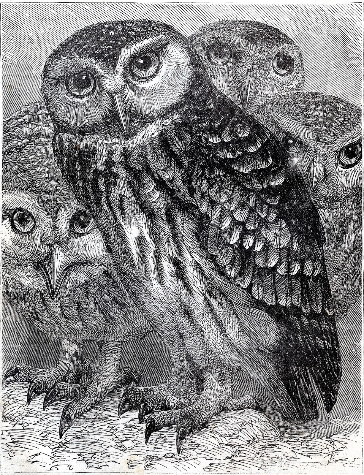 Vintage Download Wonderful Owls Printable The 