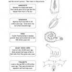 11 Best Images Of Fossils Activities Worksheets Fossil
