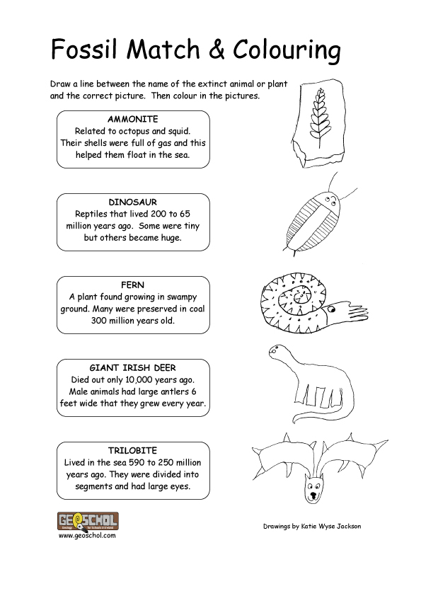 11 Best Images Of Fossils Activities Worksheets Fossil 