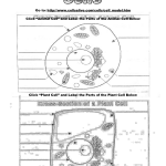 13 Best Images Of Printable Worksheets Cells Animal Cell