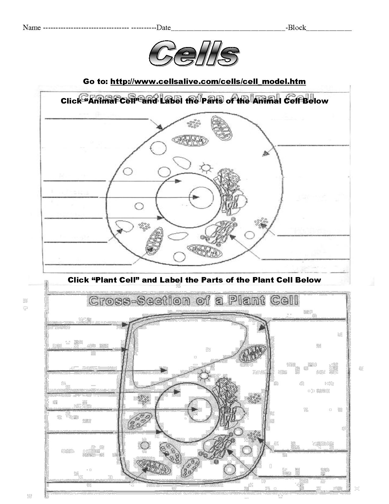 13 Best Images Of Printable Worksheets Cells Animal Cell 