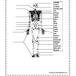 15 Best Images Of Printable Bone Worksheets Skull Bones