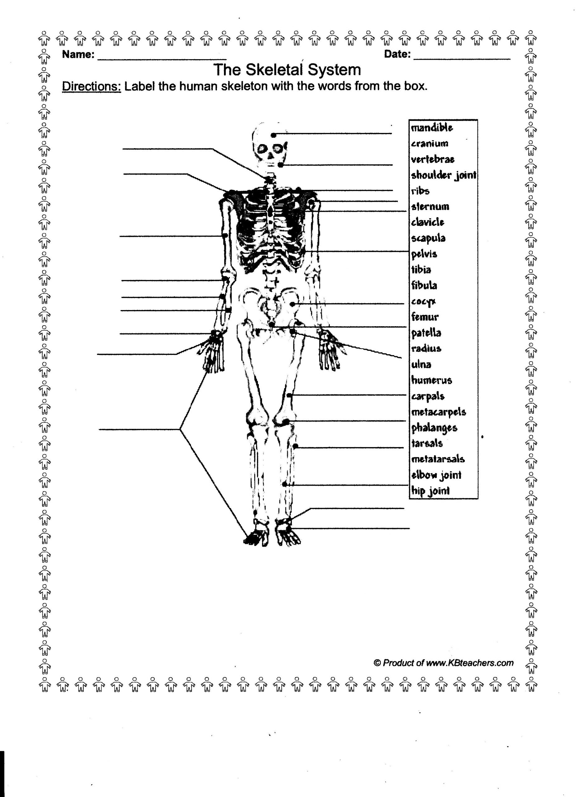15 Best Images Of Printable Bone Worksheets Skull Bones 