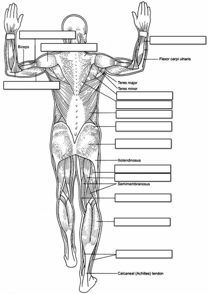 17 Best Images Of Human Muscle Worksheets Label Muscles
