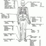 Anatomy And Physiology Coloring Workbook Answer Key Unique