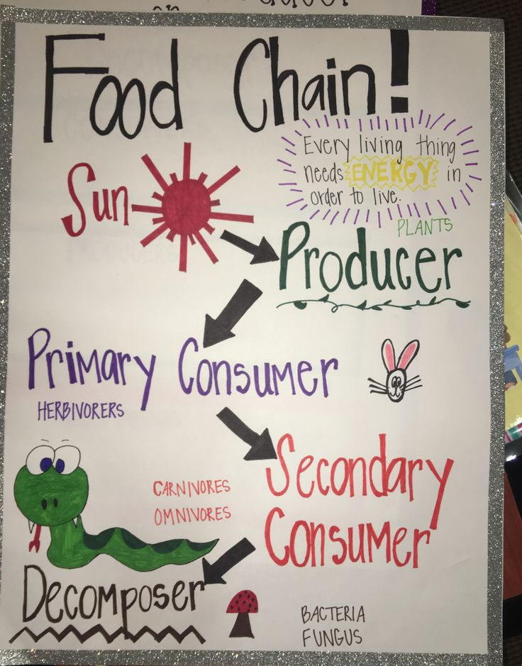Anchor Chart For Food Chain 3rd Grade Science Anchor