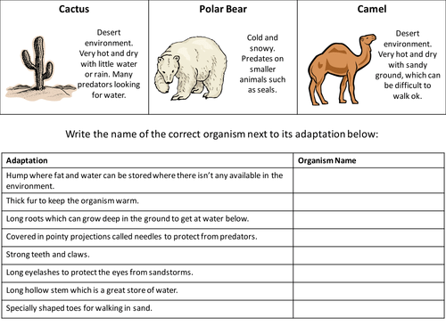 Animal Adaptations Worksheets 5th Grade Worksheets Master