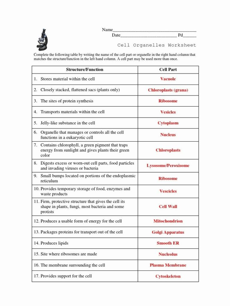 Animal Cell Worksheet Answers Beautiful Cell Structure And 