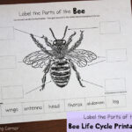 Bee Life Cycle Worksheets Mamas Learning Corner