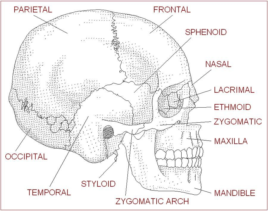 Blank Skull Diagram Human Anatomy