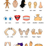 Body Parts English ESL Worksheets For Distance Learning