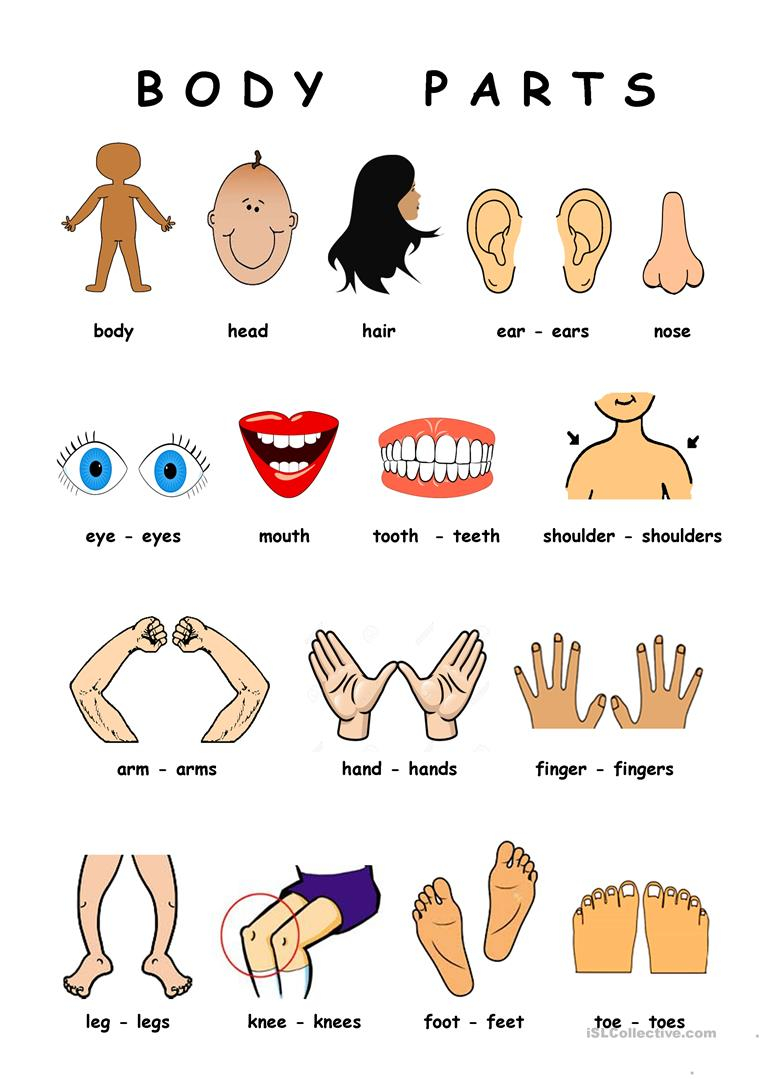 Body Parts English ESL Worksheets For Distance Learning 