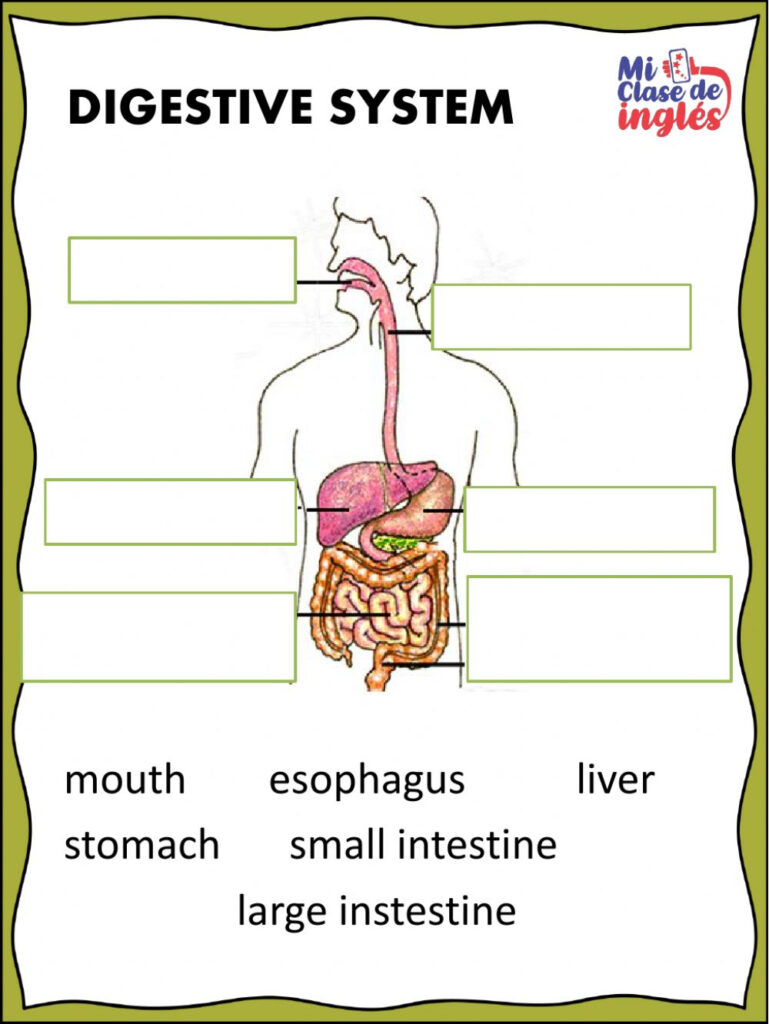 Printable Body Systems Worksheets | AlphabetWorksheetsFree.com