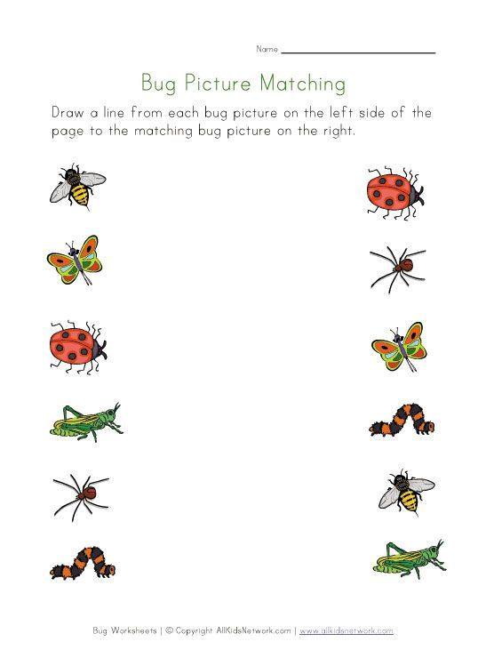 Bug Worksheets For Kids Cool Science And Nature 