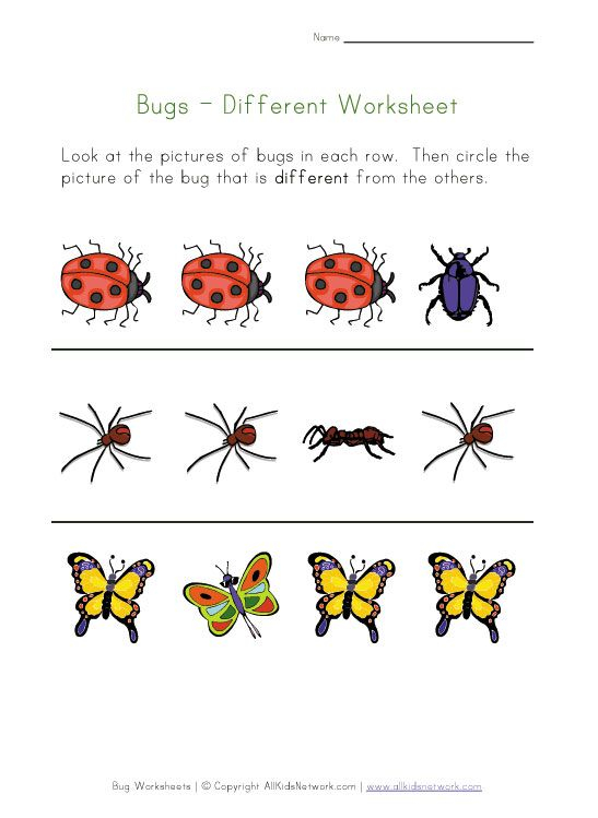 Bugs Worksheet Recognize Different Insects 