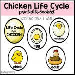 Chicken Life Cycle Printable Chicken Life Cycle Life