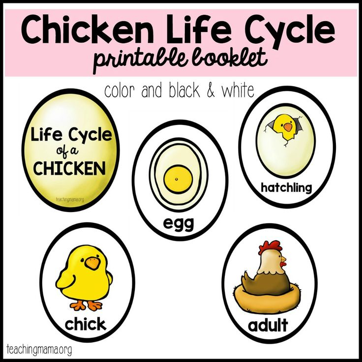 Chicken Life Cycle Printable Chicken Life Cycle Life