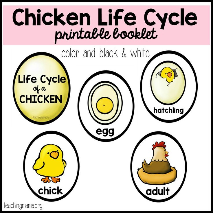 Chicken Life Cycle Printable Chicken Life Cycle Life 