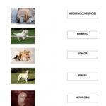 Color The Life Cycle Dog Worksheets 99Worksheets