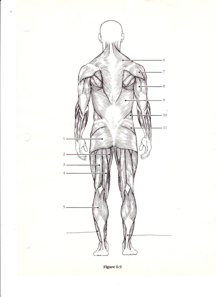 Diagram Of Human Organs 3D And Skeleton Anatomy 101 Diagrams