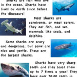First Grade Fanatics Whales And Sharks Ocean Activities