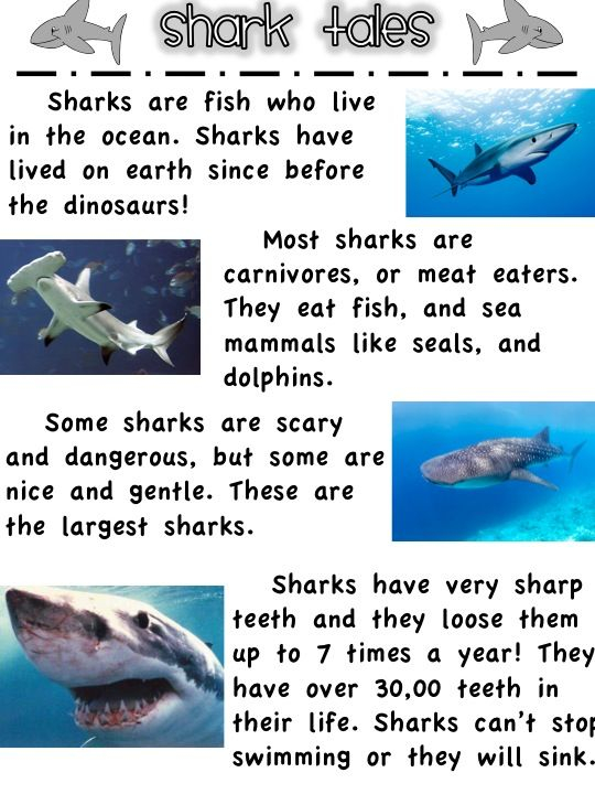 First Grade Fanatics Whales And Sharks Ocean Activities