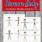 FREE Printable Human Body Systems Worksheets For Kids