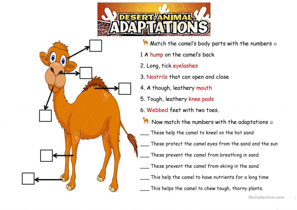 Free Printable Worksheets Animal Adaptations Printable