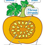 Free Printables Of The Parts And Life Cycle Of A Pumpkin 2