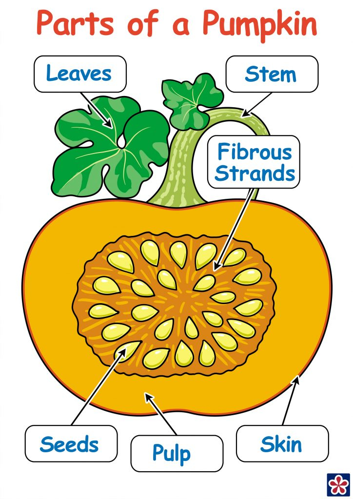 Free Printables Of The Parts And Life cycle Of A Pumpkin 2 