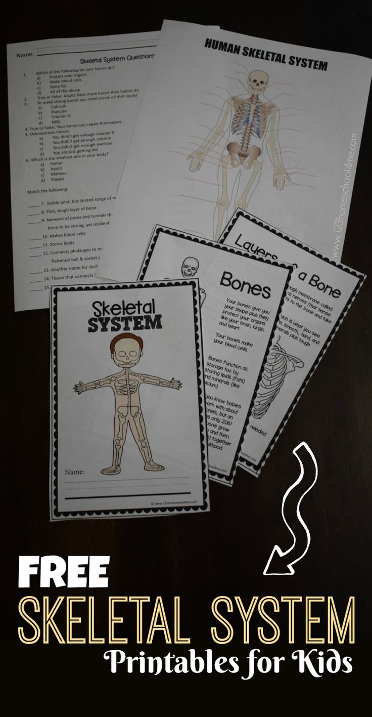 FREE SKeletal System For Kids Worksheets Perfect For 