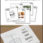 Free Studying Seeds Unit With Printable Mini Book Seed