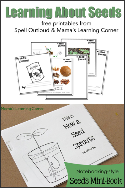 Free Studying Seeds Unit With Printable Mini Book Seed 