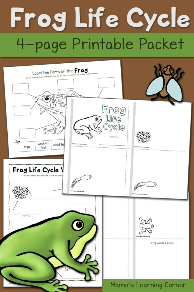 Frog Life Cycle Worksheets Mamas Learning Corner