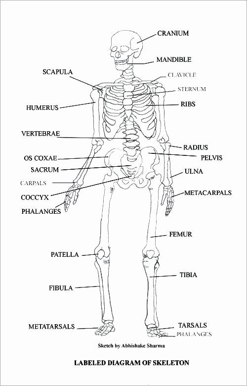 Human Anatomy Worksheets College Worksheetpedia