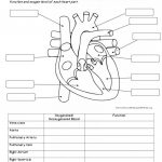 Human Anatomy Worksheets Koibana Info Human Body