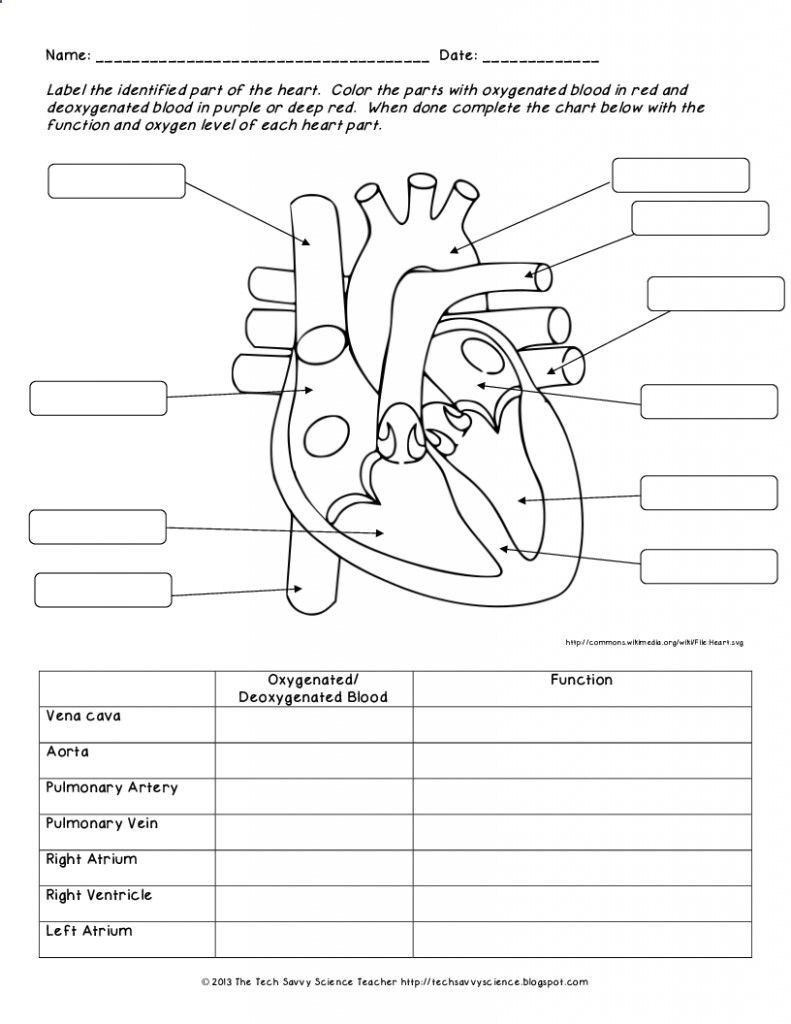 Human Anatomy Worksheets Koibana info Human Body 
