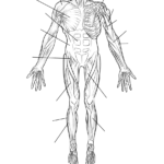 Human Muscles Front View Worksheet Coloring Page Free
