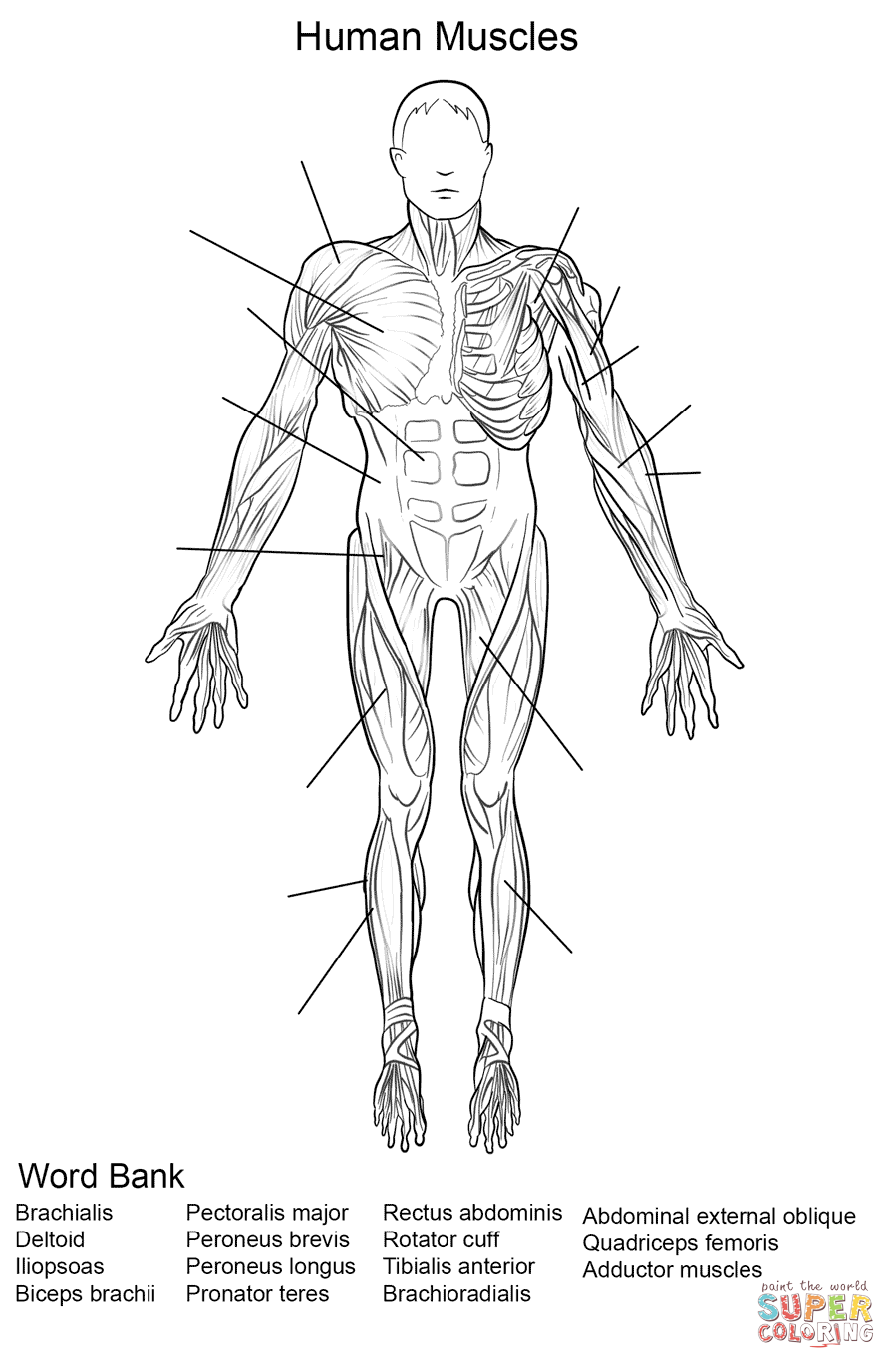Human Muscles Front View Worksheet Coloring Page Free 