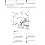 Image Result For Anatomy Labeling Worksheets Human Body