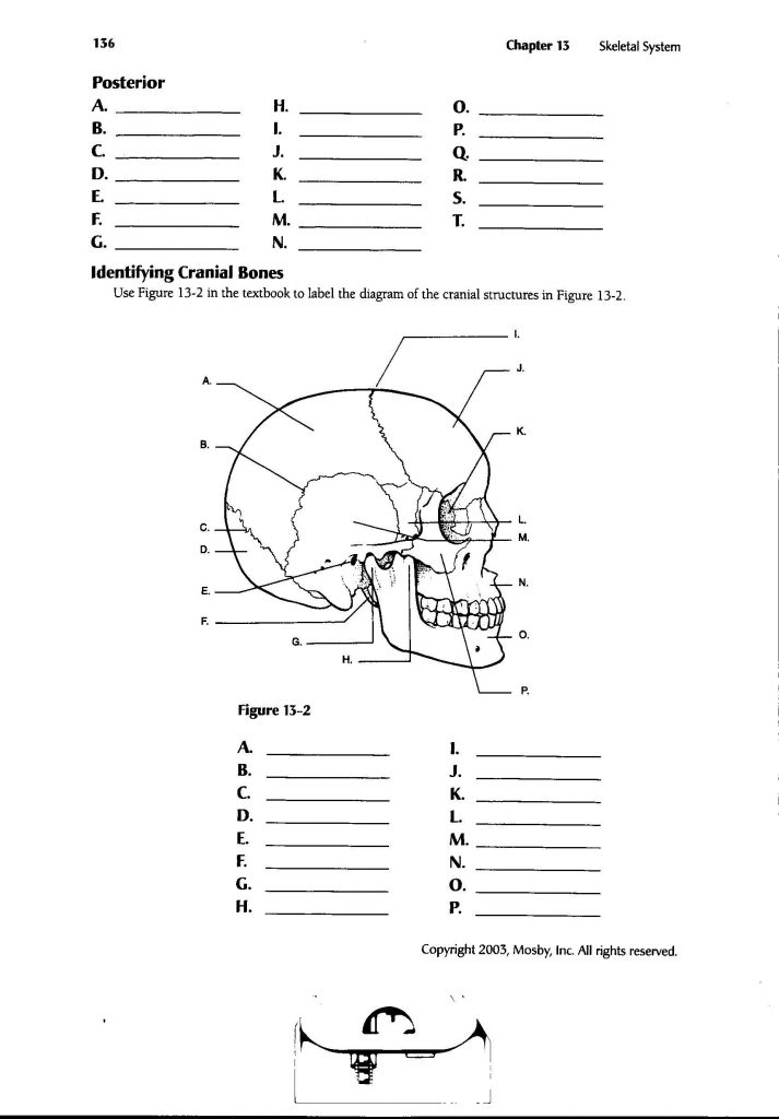 Image Result For Anatomy Labeling Worksheets Human Body