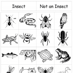 Insect Sort Pdf Google Drive Insects Preschool