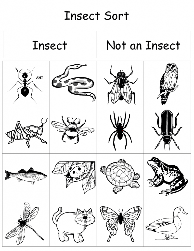 Insect Sort Pdf Google Drive Insects Preschool